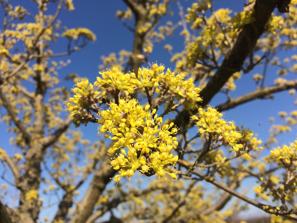 cornus mas - Guillot Bourne