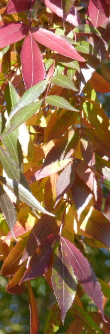 FRAXINUS angustifolia Raywood<br />