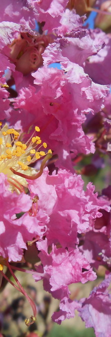 LAGERSTROEMIA indica Monbazillac<br />
