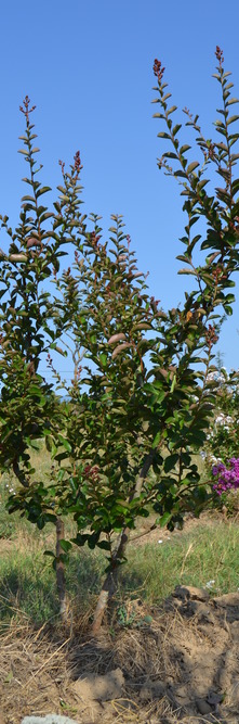 LAGERSTROEMIA indica Terre chinoise<br />