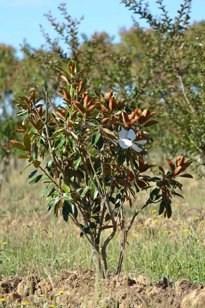 magnolia grandiflora little-gem - Guillot Bourne