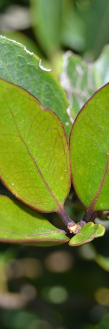 OSMANTHUS heterophyllus Purpureus<br />