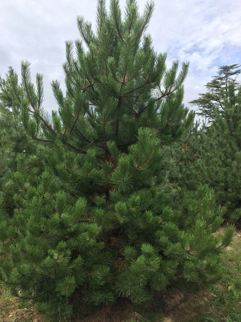 Pinus Nigra Laricio - Guillot Bourne