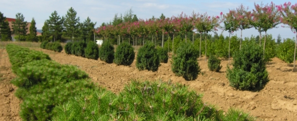 Pinus Nigra Pierrick Bregeon Guillot Bourne