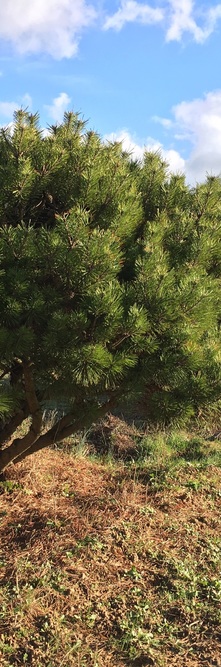 Pinus Nigra Pierrick Bregeon Guillot Bourne