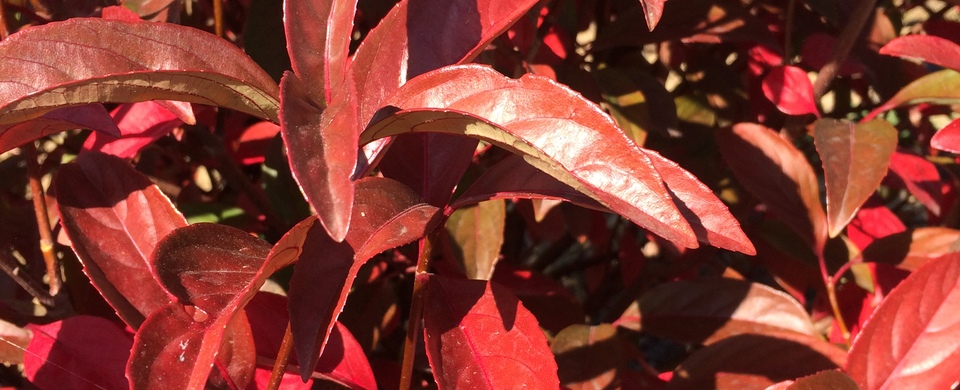 Viburnum Le Bois Marquis Guillot Bourne