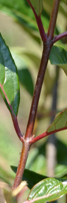 Viburnum Le Bois Marquis Guillot Bourne