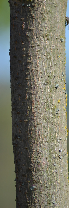 Aesculus Hippocastanum Guillot Bourne