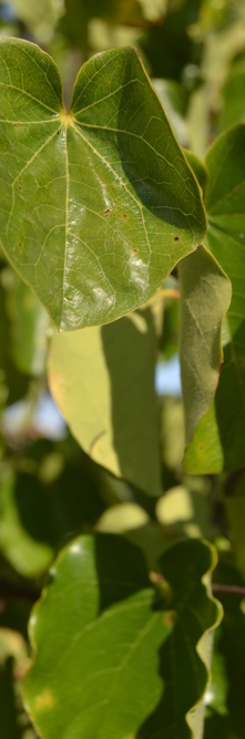 CERCIS canadensis Texensis oklahoma<br />