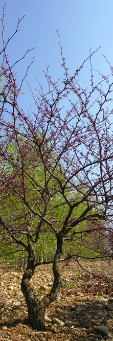 CERCIS canadensis Forest Pansy<br />