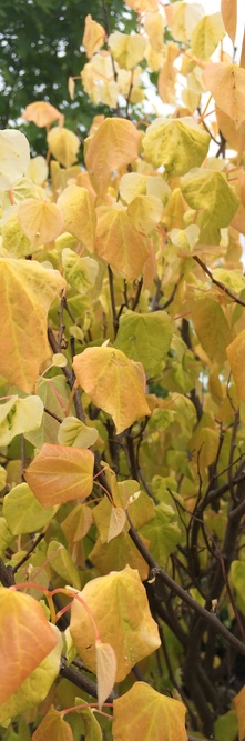 CERCIS canadensis Mccrackens gold<br />