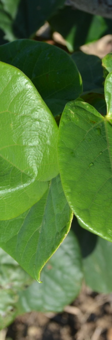 CERCIS chinensis Avondale<br />