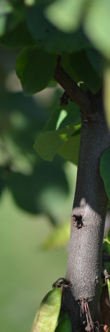 CERCIS siliquastrum <br />