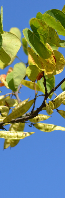 CERCIS siliquastrum Alba<br />