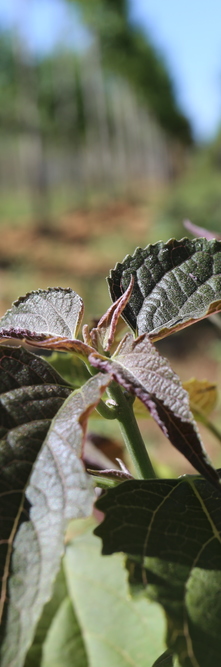 CLERODENDRUM trichotomum Purple Blaze<br />