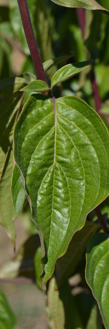 CORNUS mas <br />