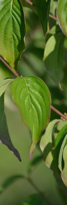 CORNUS officinalis <br />