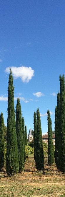 CUPRESSUS sempervirens Stricta<br />