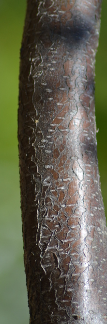 ELAEAGNUS angustifolia Quicksilver<br />