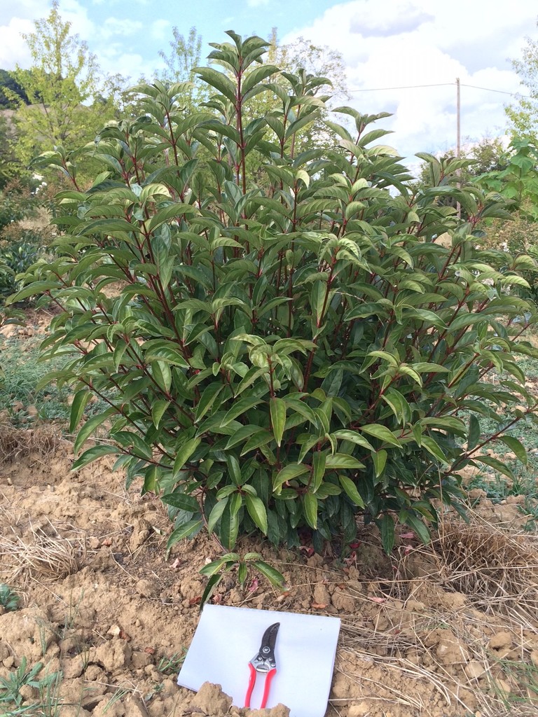 Eriobotrya Japonica Coppertone Guillot Bourne 