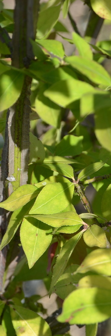 EUONYMUS alatus <br />