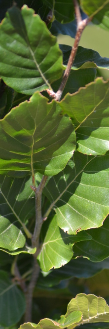 FAGUS sylvatica Dawyck (fast)<br />