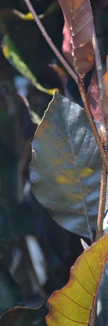 FAGUS sylvatica Dawyck purple<br />