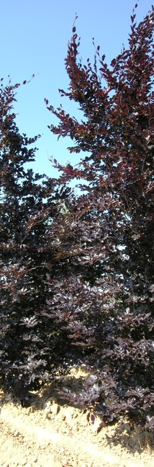 FAGUS sylvatica Purpurea de semis<br />