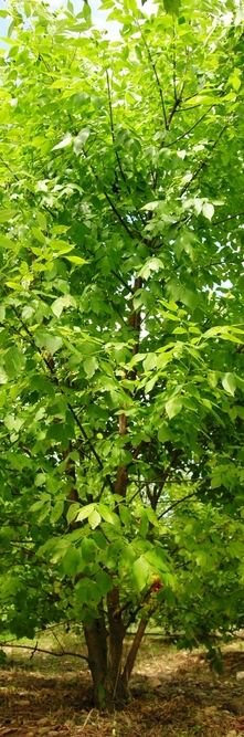 FRAXINUS americana <br />