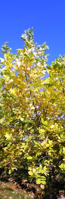 FRAXINUS americana Microcarpa<br />