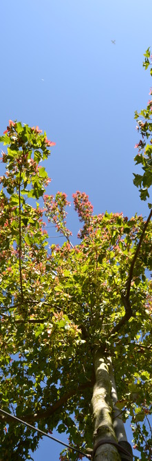 ACER tataricum Ginnala<br />