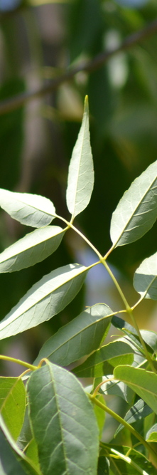 FRAXINUS americana Skyline<br />