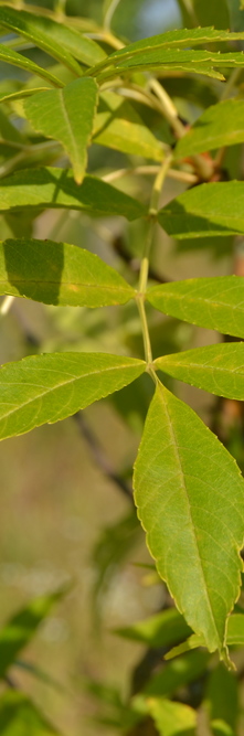 FRAXINUS excelsior Jaspidea<br />