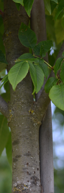 FRAXINUS pennsylvanica Cimmaron<br />