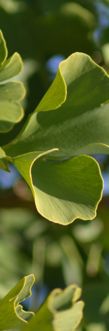 GINKGO biloba Compacta<br />