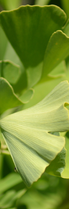 GINKGO biloba blagon<br />