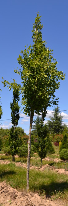 GINKGO biloba Saratoga<br />