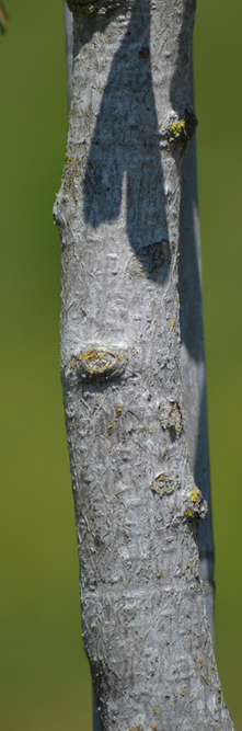 GINKGO biloba Umbrella<br />