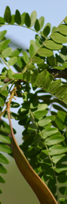 GLEDITSIA triacanthos inermis <br />