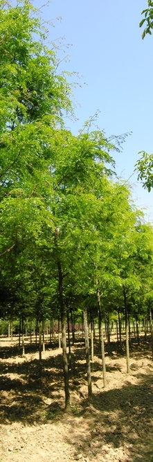 GLEDITSIA triacanthos inermis Shademaster<br />