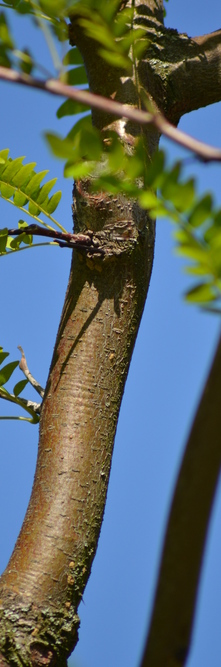 GLEDITSIA triacanthos inermis Skyline<br />