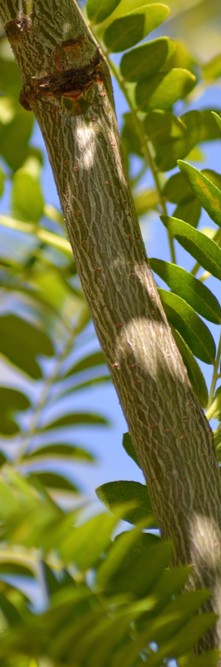 GLEDITSIA triacanthos inermis Spectrum<br />