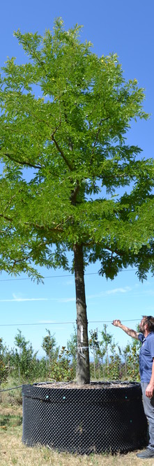 GLEDITSIA triacanthos inermis Sunburst<br />