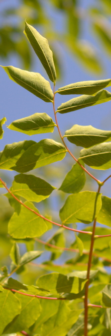 GYMNOCLADUS dioicus <br />