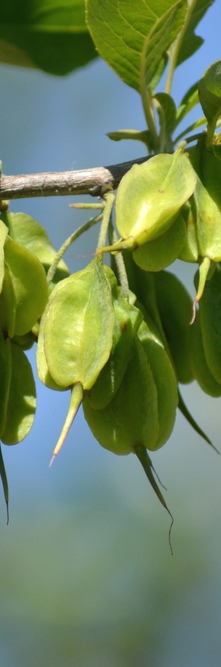 HALESIA carolina <br />