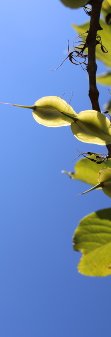 HALESIA monticola <br />