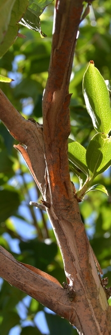 HEPTACODIUM miconioides <br />