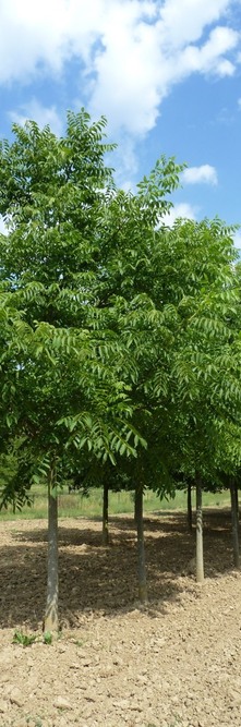 JUGLANS hybrides Guillot<br />