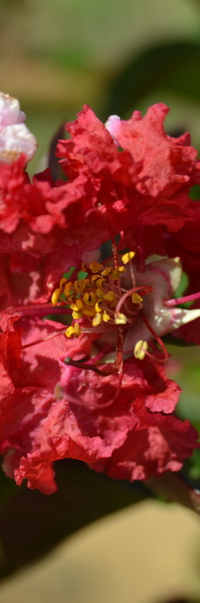 LAGERSTROEMIA indica Dynamite<br />