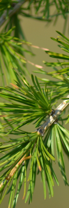 LARIX decidua <br />